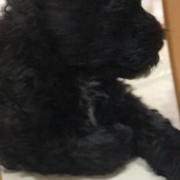 Portuguese Water Dog Puppies from Presidio PWDs