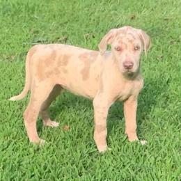 Girl 2 - White merle female Catahoula Leopard Dog puppy in Gadsden, Alabama from Rich Cat’s