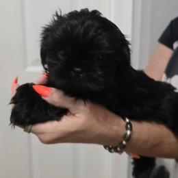 Ice - Black male Shih Tzu puppy in Middleburg, Florida from Furby Shih Tzu Family & Friends
