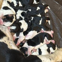 Male 1 - Black brown and white male Basset Hound puppy in Outlook, Washington from Porter Kennels