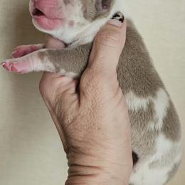 Girl 3 - Brown female American Bully puppy in El Paso, Texas from PaPaws Gotta Love It Kennels