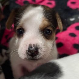 Girl 3 - Tri-color female Jack Russell Terrier puppy in Yakima County, Washington from Saddle Rock Kennels