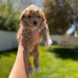 Coconut - Apricot female Maltipoo puppy in Cedar Hills, Utah from Puppyzenn