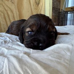 Birdie - Sable female Cocker Spaniel puppy in Lake, Mississippi from MGs Cockers