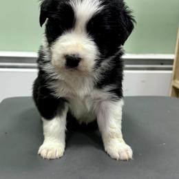 Azul - Black tri-color female Australian Shepherd puppy in Putnam County, New York from Highland Haven Australian Shepherds