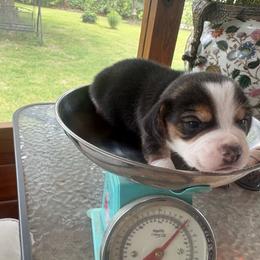 Pocket Beagle - Black tan and white male Beagle puppy in Gentry, Arkansas from HC Puppy Ranch