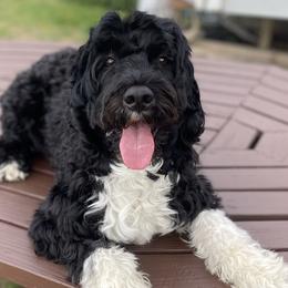 Jetty - Portuguese Water Dog