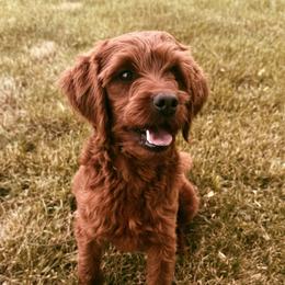 Teddy - Goldendoodle