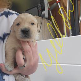 Yellow collar - Light golden male Golden Retriever puppy in Brush Prairie, Washington from Paradise Peaks