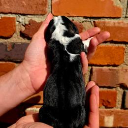Jolene - Black brown and white female Basset Hound puppy in Bellaire, Ohio from Blessed Bassets