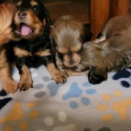 Dachshund Puppies from CLARK'S BREEDING PROGRAM