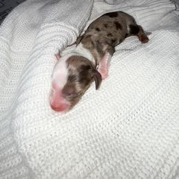 Dachshund Puppies from Winnie’s Royal Doxies