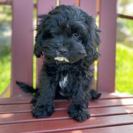 Australian Labradoodle, Cavapoo, Goldendoodle, and Poodle Puppies from Leila Pearson
