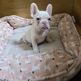 Piglet - French Bulldog puppy from JNS Frenchies