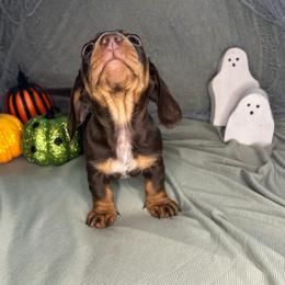 ChocoDog - Chocolate and tan female Dachshund puppy in Park Hills, Missouri from Sugar Pop Dachshunds