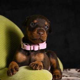 Skye - Red and rust female Doberman Pinscher puppy in Overton, Texas from Obsidian Kennel