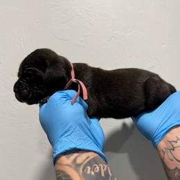 Female 3 - Black female Cane Corso puppy in Cashion, Oklahoma from APEXOK Cane Corsos LLC
