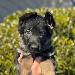 Cosmo - Black and red male German Shepherd puppy in Warwick, Rhode Island from Karma Kennels