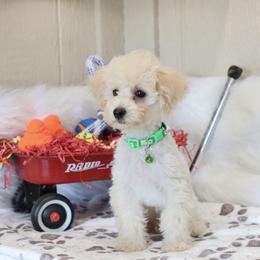 Noah - Cream male Poodle puppy in Green Forest, Arkansas from Horseshoe Drive Kennel