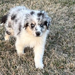 Blitzen - Blue merle Australian Shepherd puppy in St. Louis, Missouri from Kimmerly Aussies