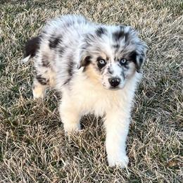 Blitzen - Blue merle Australian Shepherd puppy in St. Louis, Missouri from Kimmerly Aussies