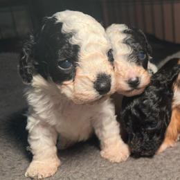 Stitch - Black and white male Cockapoo puppy in Griffin, Georgia from Rawls Lovely Little Tots