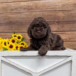 Frappe - Brown male Cockapoo puppy in Beresford, South Dakota from DAKOTA DOOD RANCH