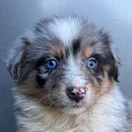 Annie - Blue merle female Australian Shepherd puppy in Stanford, Kentucky from Red Feather Aussies
