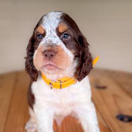 Boy 3 - Dark Yellow (Liver-Tri) - Liver white and tan male English Springer Spaniel puppy in Lake City, Fl, Florida from Spradley Springers & GSP's