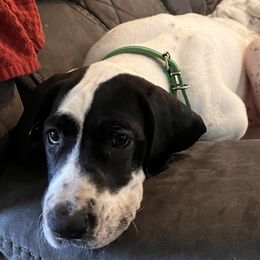 Great Dane Puppies from Blackmon Family Danes
