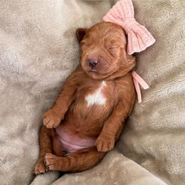 Nova - Red  female Goldendoodle puppy in Garden Grove, California from Sunkissed Doodles