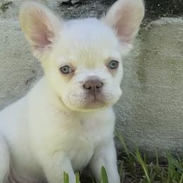 Boy 1 - White French Bulldog puppy in Tampa, Florida from 5 Star Bullies