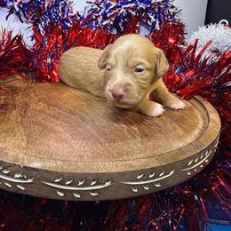 MWM2 cream or red - Cream male Dachshund puppy in Carthage, Texas from Rafter C Ranch Doxies