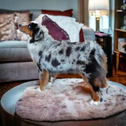 Kelly - Miniature Australian Shepherd