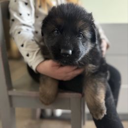 Jack - Black and red male German Shepherd puppy in Fielding, Utah from Legacy Shepherds