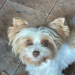 Dorothy - Yorkshire Terrier