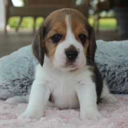 Estie - Black tan and white female Beagle puppy in Morrill, Kansas from Kelle Beagles