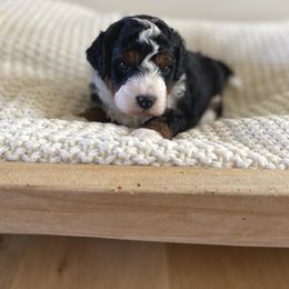 Bernedoodle, Goldendoodle, and Poodle Puppies from Central Valley Canine Companions
