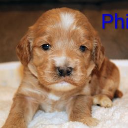 Phillip - Red male Cockapoo puppy in Perry, Arkansas from Parker's Cockapoos