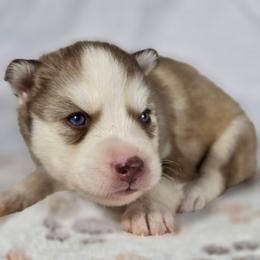 Pochita - Red and white male Siberian Husky puppy in Buckeye, Arizona from Anime Huskies