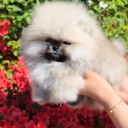 Simba - Cream sable male Pomeranian puppy in Visalia, California from Exotic_fresita_poms