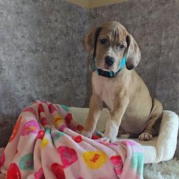 Shock - Merle female Great Dane puppy in Caldwell, Idaho from Miner's Dynamic Danes