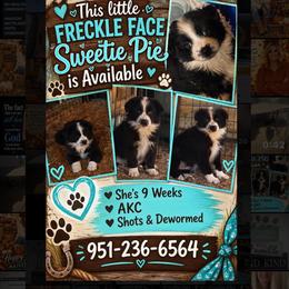 Sweet little Angel - Black tri-color female Australian Shepherd puppy in Riverside, California from Majestic Wrangler’s Aussie’s