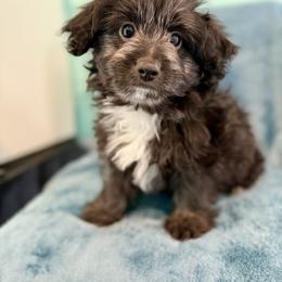 Jagger - Black and white male Aussiedoodle puppy in Science Hill, Kentucky from Southern Paws Kennels