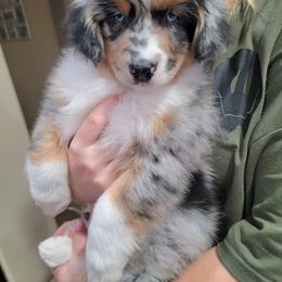 Australian Shepherd Puppies from Winsome Aussies