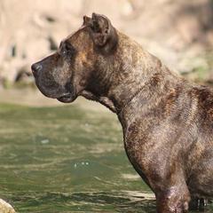 Cookie - Perro de Presa Canario