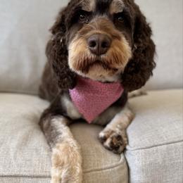 Roary - Cavapoo