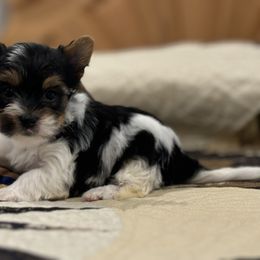 Ribon Girl C-3 - Biewer Terrier puppy from Golden Corner Puppies