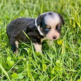 Toy Australian Shepherd Puppies from The Ranch of the Sun Toy Aussies