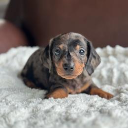 Jameson - Dapple male Dachshund puppy in Crystal, Michigan from Mare-Bella Smoothcoat Edition